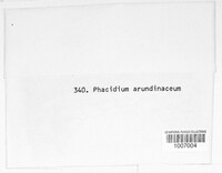 Image of Phacidium arundinaceum